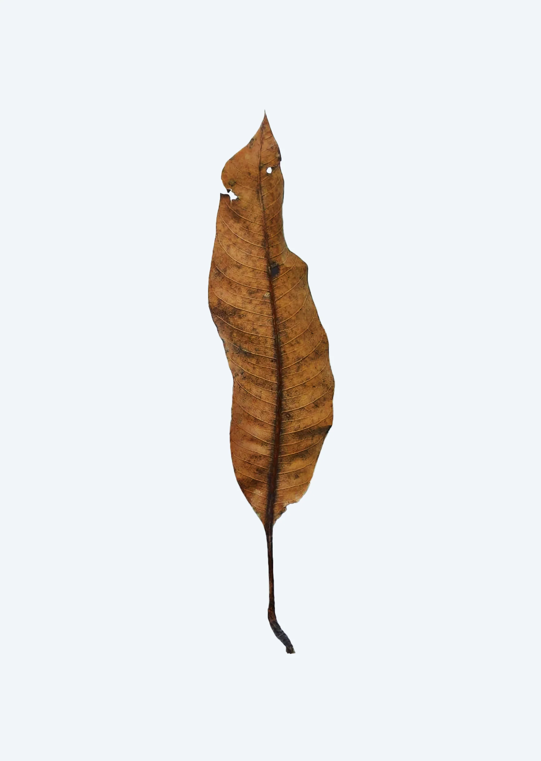 Biotope Materials